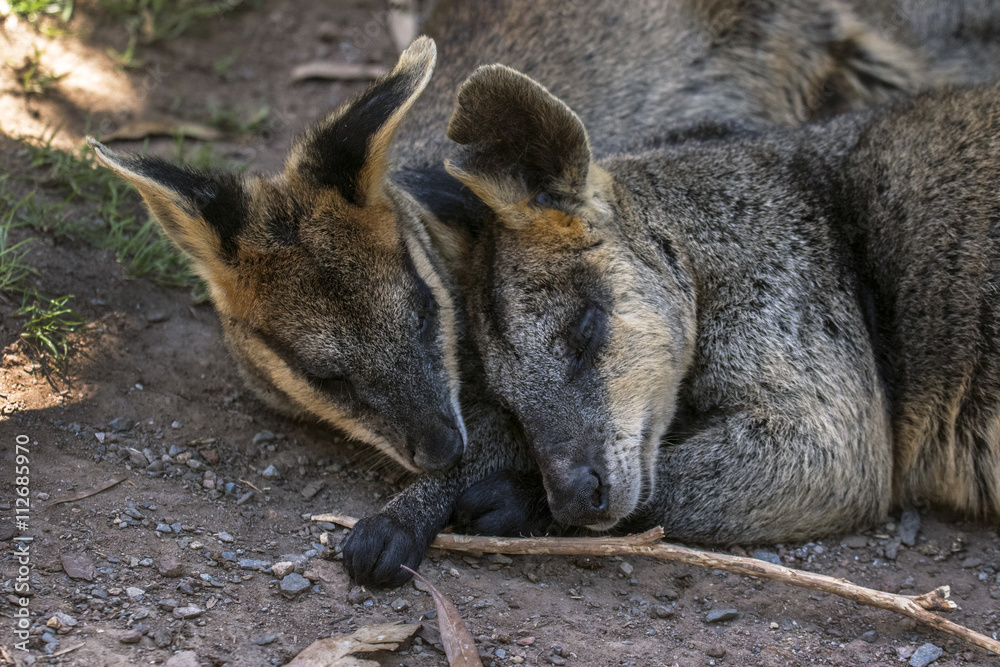 A couple of wallabies resting on the ground A couple of wallabies resting on the ground
