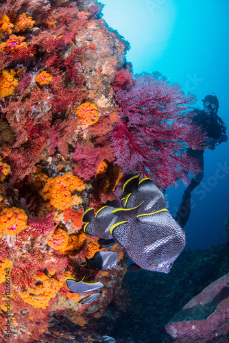 Wrought Iron Butterflyfish photo