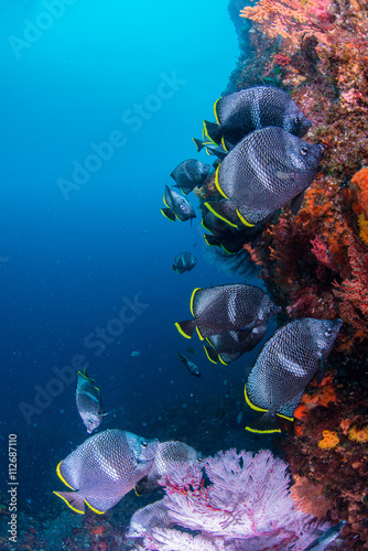 Wrought Iron Butterflyfish photo