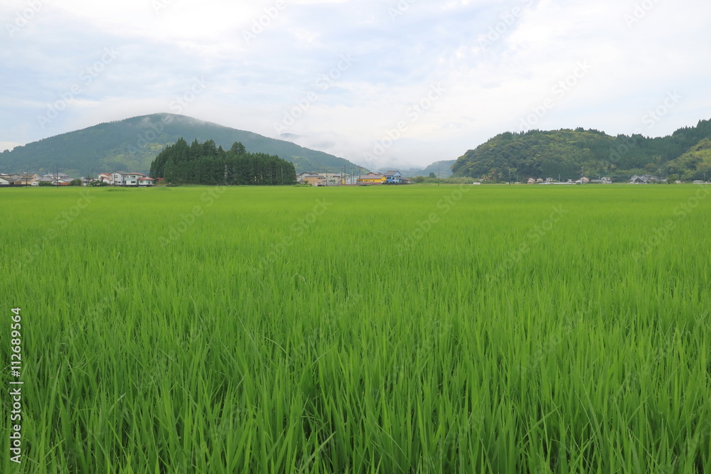 稲、新緑の季節