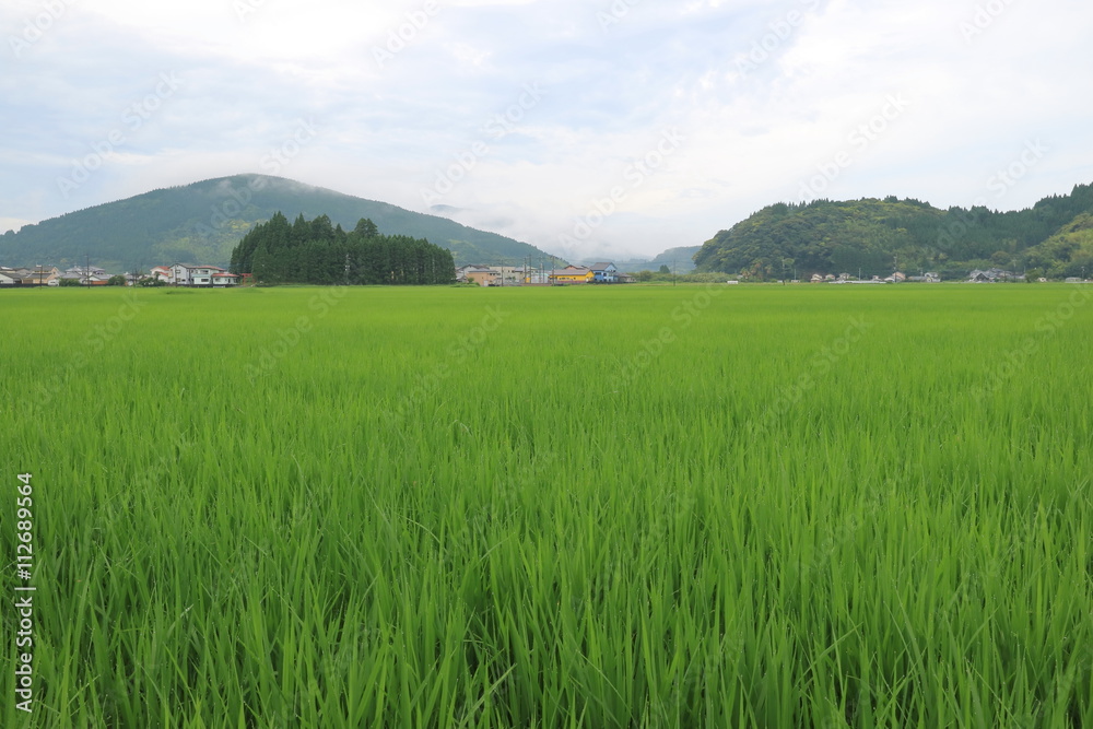 稲、新緑の季節 稲、新緑の季節