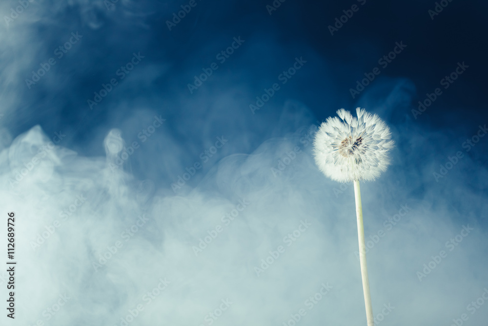 Fototapeta premium dandelion flower on fog background