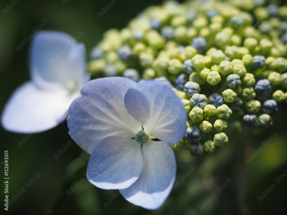 Hydrangea