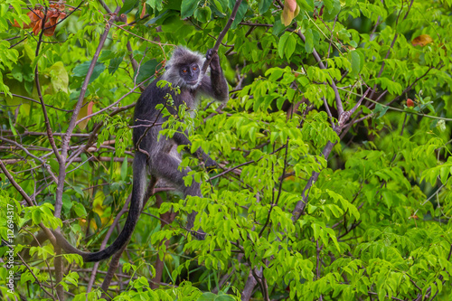 Portrait of rare Silvered Langur (Presbytis cristatus ) in real nature 