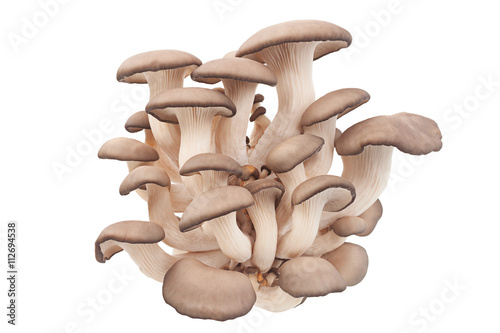 Fotografie, Obraz oyster mushroom on white