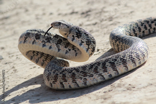 Gopher Snake in Attack Pose photo