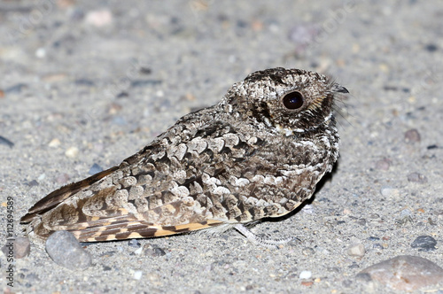 Common Poorwill at Night