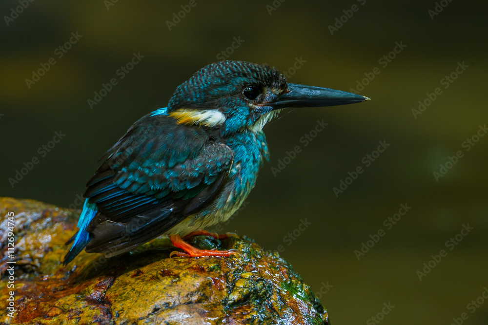 Close up of Blue-banded kingfisher(Alcedo euryzona)  in real nature in Thailand