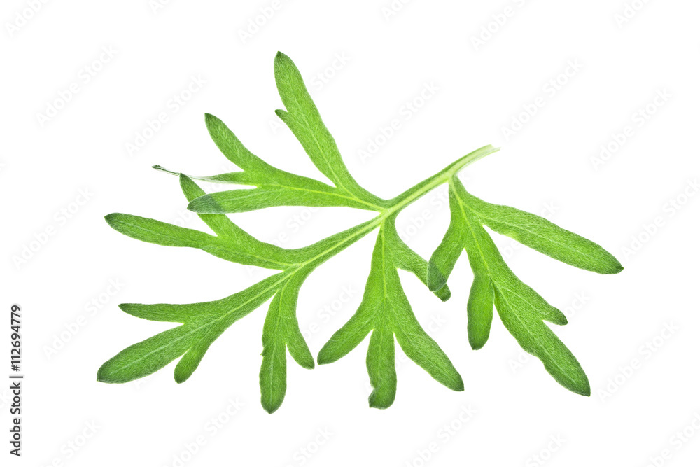 Sagebrush twig isolated on white background Sagebrush twig isolated on white background