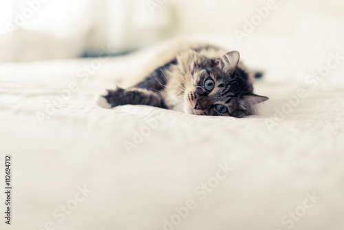 Grey cat lying on bed