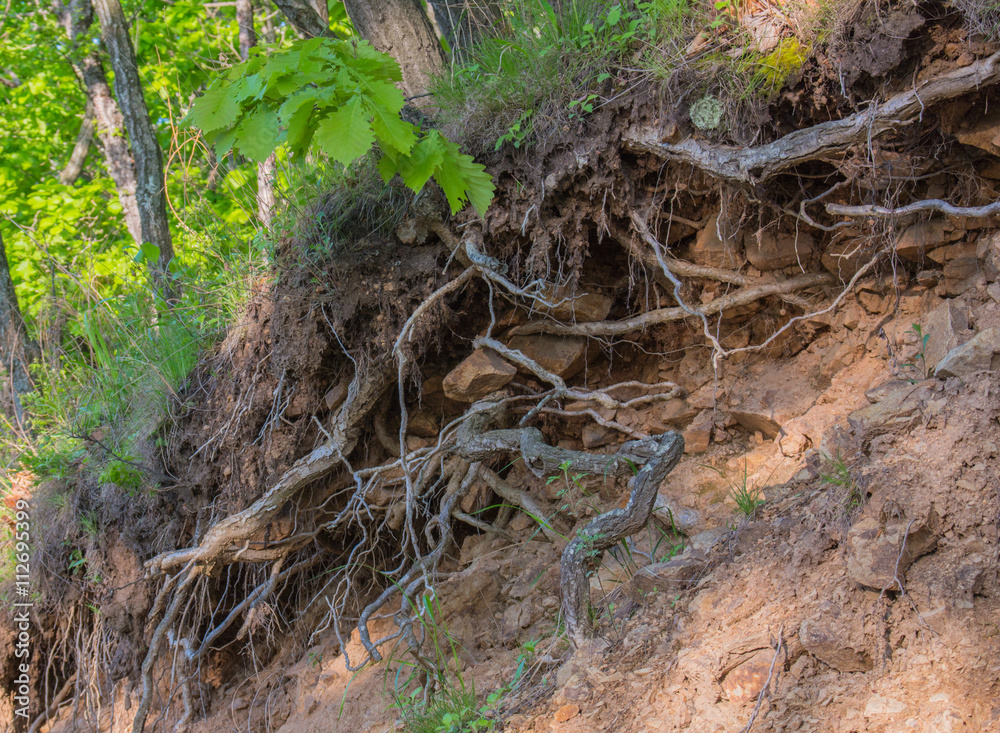 The curving roots of a tree on a hillside in the woods. Summer, green leaves. The curving roots of a tree on a hillside in the woods. Summer, green leaves.