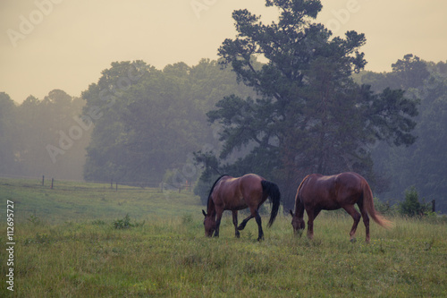 Two horses in the field during the rain.