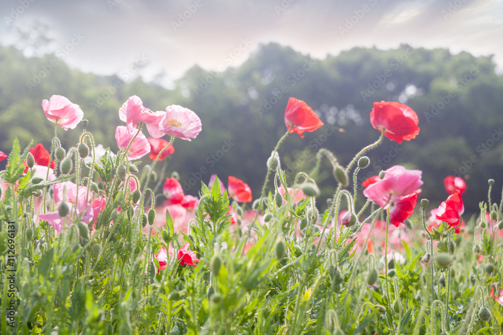 Obraz premium Morning, flower garden