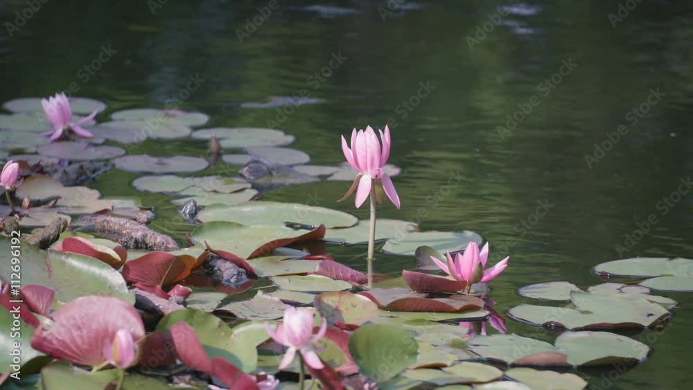 Water Lily Flowers,at Showa Memorial Park,Tokyo,Japan,Filmed in 4K Water Lily Flowers,at Showa Memorial Park,Tokyo,Japan,Filmed in 4K