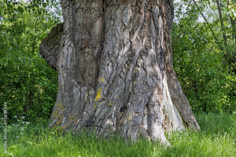 Trunk of a three hundred old big  poplar tree