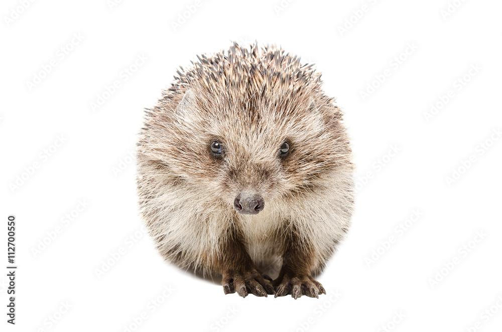 Obraz premium Portrait of a pretty hedgehog