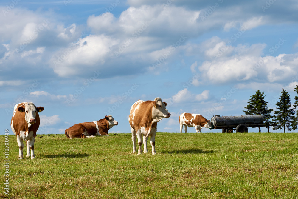Kühe und Rinder auf der Weide vor Himmel und Wolken