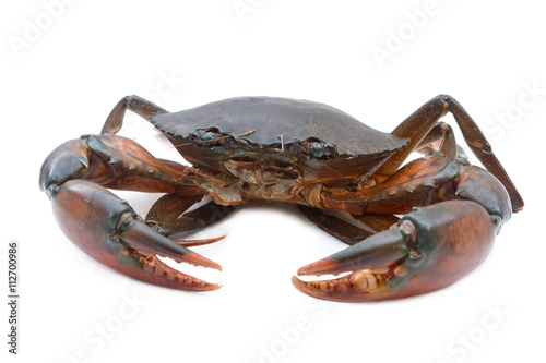 Fresh crabs isolated on white background