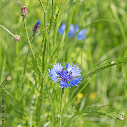 Kornblumen, Centaurea cyanus, Zyane