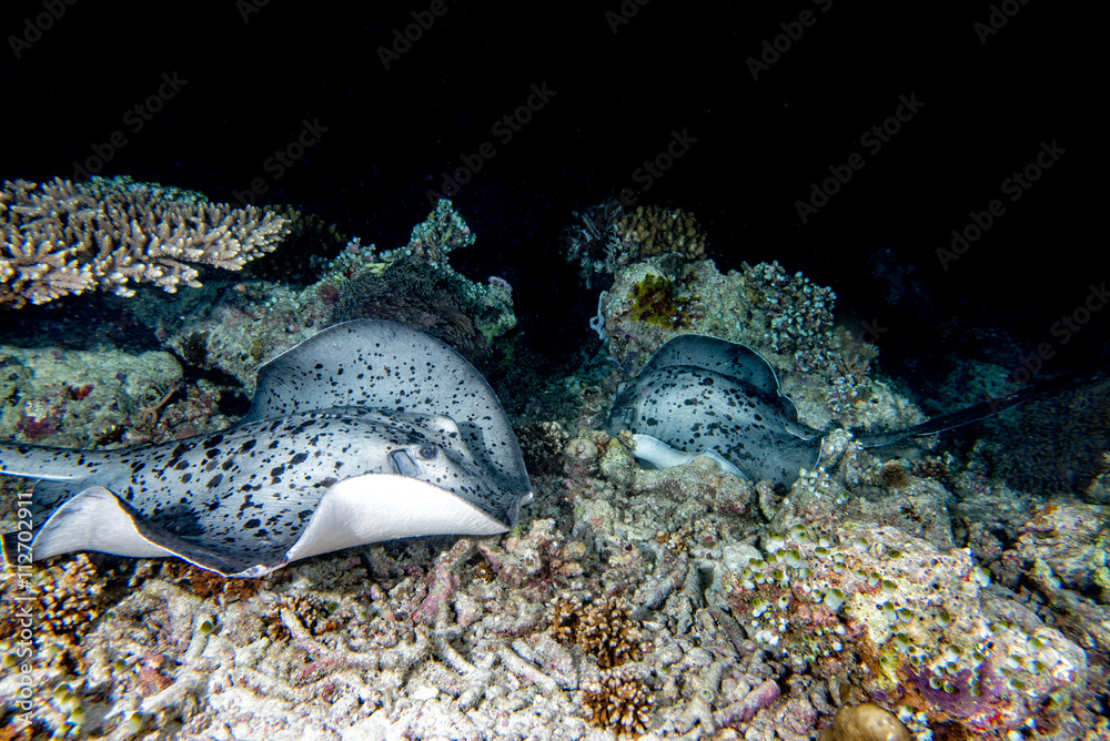 giant blackparsnip stingray fish during night dive - obrazy, fototapety, plakaty 