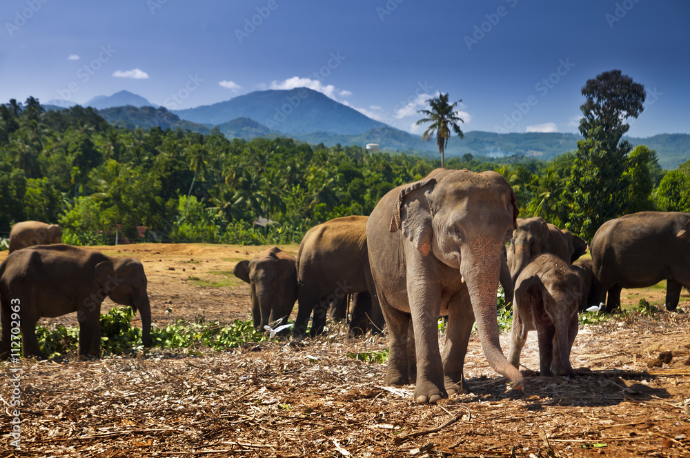Obraz premium Elephant herd, Sri Lanka