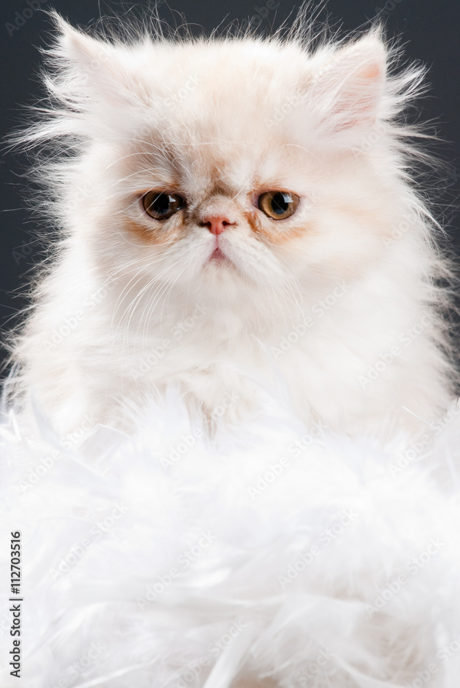 White kitten portrait