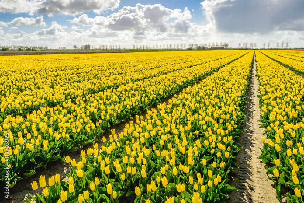 Diagonal converging flowerbeds with bright yellow blooming tulip Diagonal converging flowerbeds with bright yellow blooming tulip