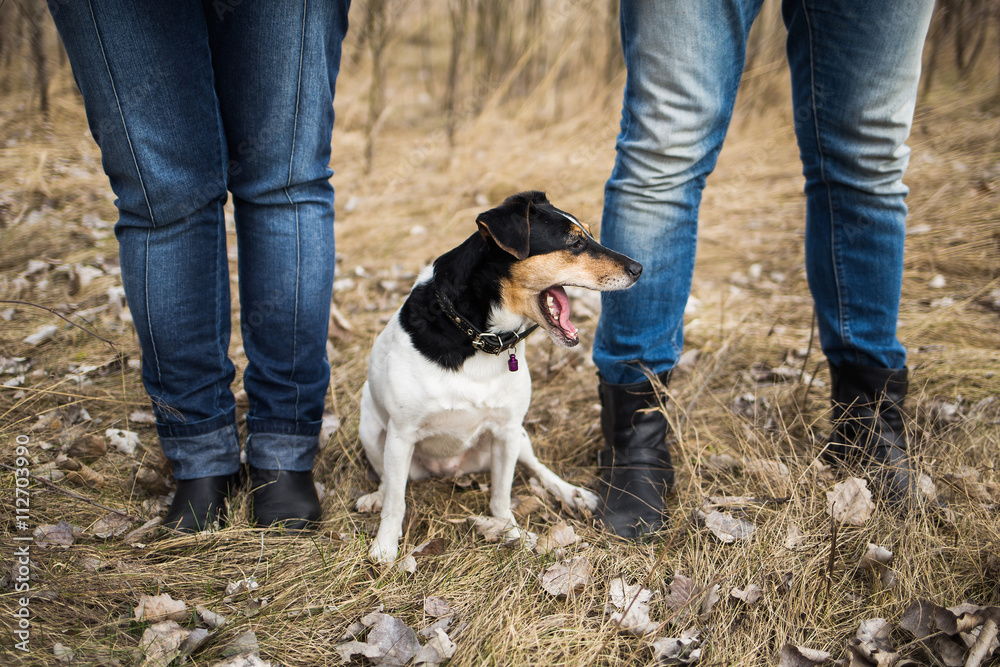 Anonymous young couple standing together holding hands in spring forest. People playing with parson russell terrier dog outside. Close up of people legs and small dog.

