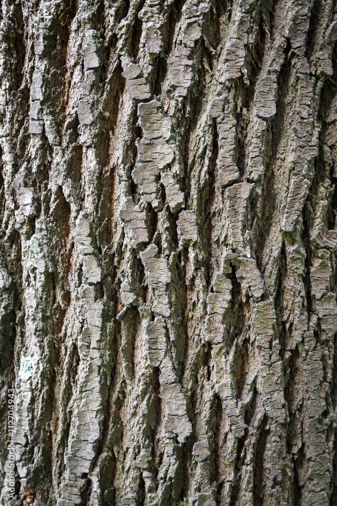 Abstract Wood Texture Bark Background Abstract Wood Texture Bark Background