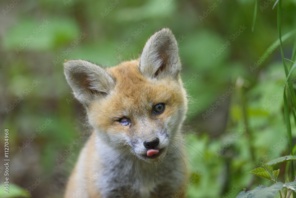 nature red fox young fox pup nature red fox young fox pup