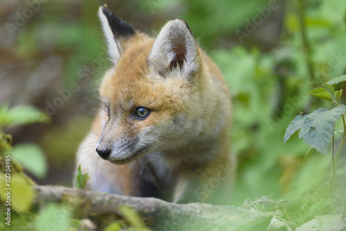 nature red fox young fox pup  © artepicturas