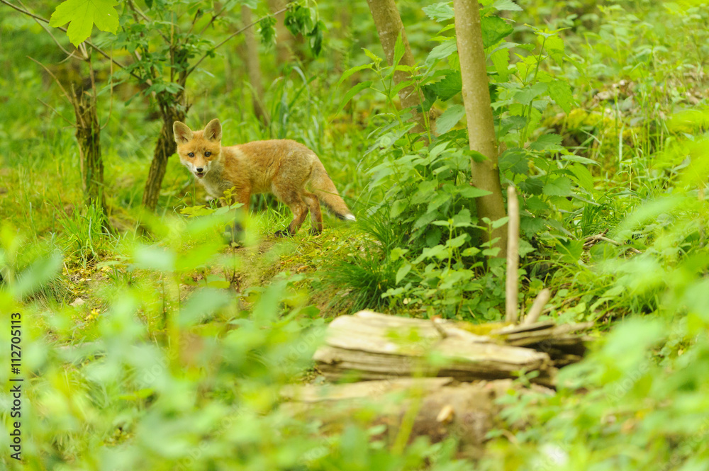nature red fox young fox pup nature red fox young fox pup