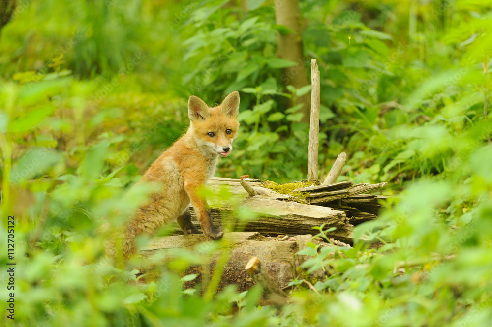 nature red fox young fox pup nature red fox young fox pup