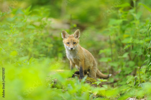 nature red fox young fox pup 