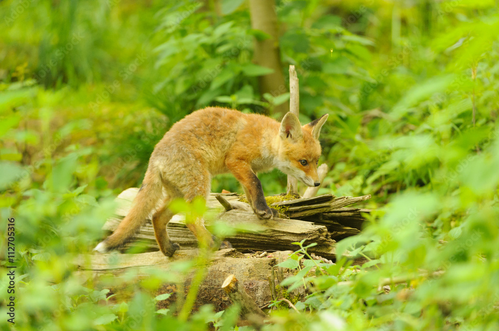 Fototapeta premium Fuchs Junge Rotfuchs Jungfuchs - fox young fox kit