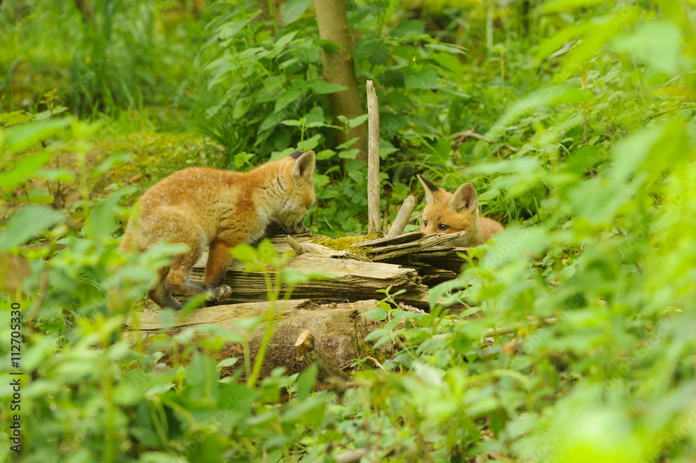 Fuchs Junge Rotfuchs Jungfuchs - fox young fox kit