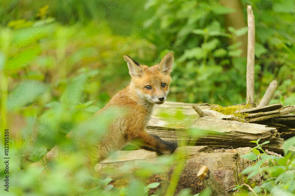 Fuchs Junge Rotfuchs Jungfuchs - fox young fox kit Fuchs Junge Rotfuchs Jungfuchs - fox young fox kit