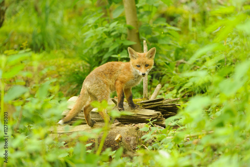 Jungfuchs junger rotfuchs - jung red fox 