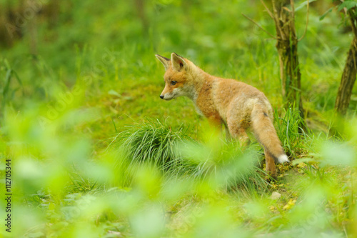 Fuchs Junge Rotfuchs Jungfuchs - fox young fox kit © artepicturas