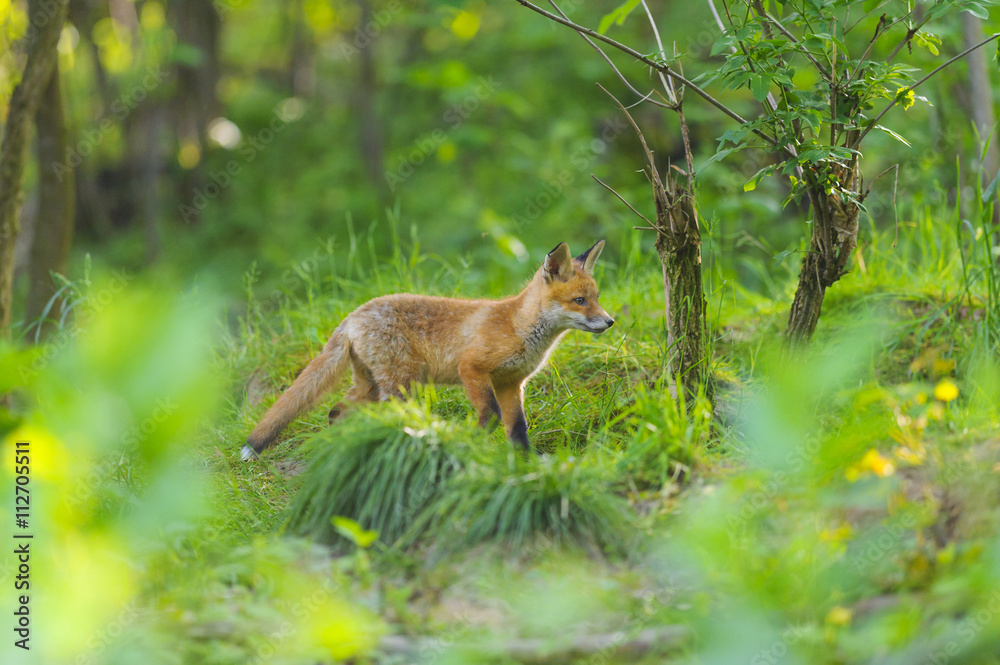 Fuchs Junge Rotfuchs Jungfuchs - fox young fox kit Fuchs Junge Rotfuchs Jungfuchs - fox young fox kit