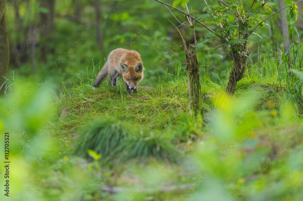 Fototapeta premium Fuchs Junge Rotfuchs Jungfuchs - fox young fox kit