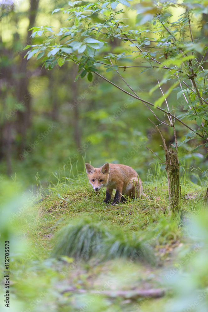 Fuchs Junge Rotfuchs Jungfuchs - fox young fox kit Fuchs Junge Rotfuchs Jungfuchs - fox young fox kit