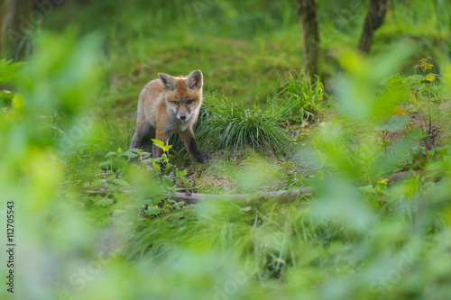 Fuchs Junge Rotfuchs Jungfuchs - fox young fox kit