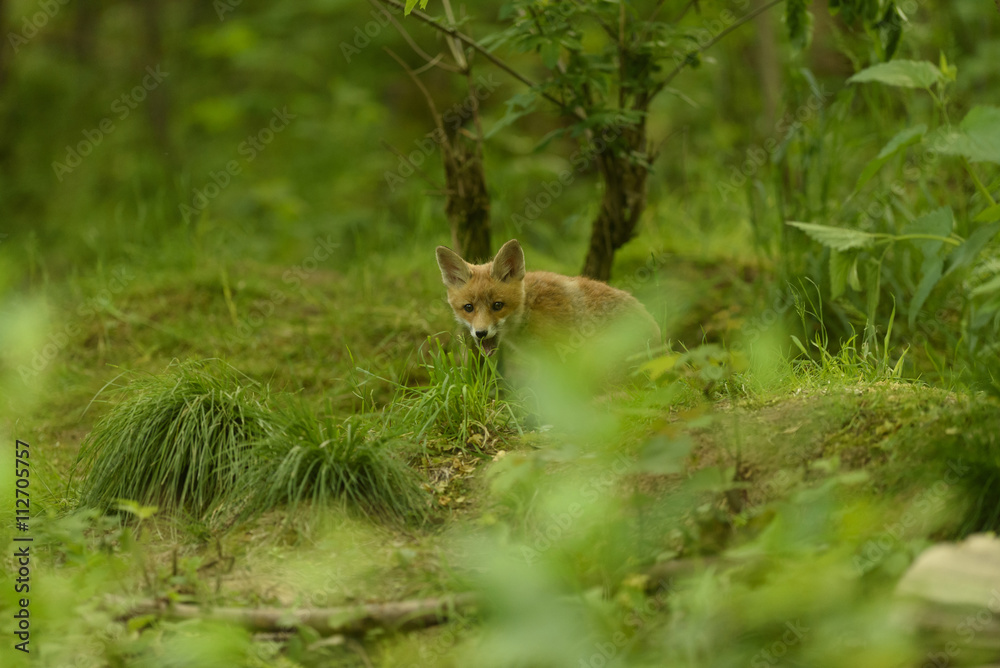 Jungfuchs junger rotfuchs - jung red fox Jungfuchs junger rotfuchs - jung red fox
