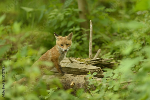 Fuchs Junge Rotfuchs Jungfuchs - fox young fox kit © artepicturas