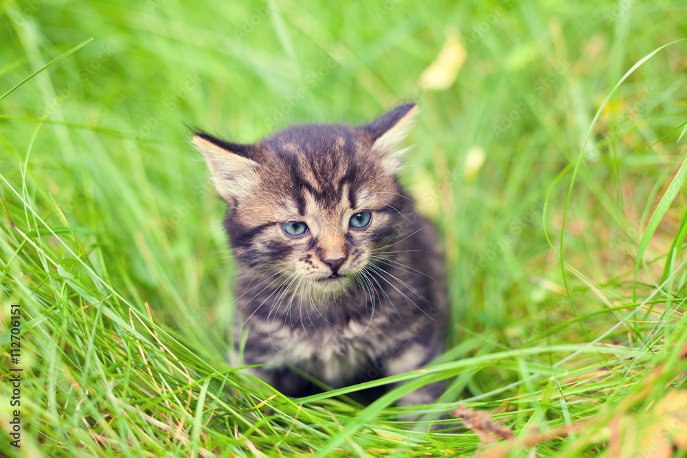 Little kitten walking in the tall  grass in summer