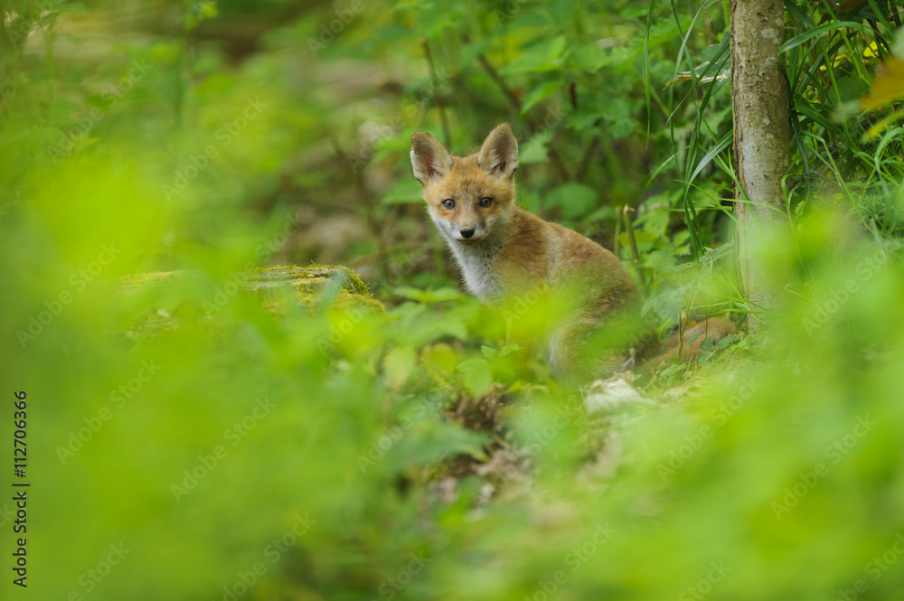 Fuchs Junge Rotfuchs Jungfuchs - fox young fox kit Fuchs Junge Rotfuchs Jungfuchs - fox young fox kit