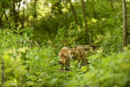 Fuchs Junge Rotfuchs Jungfuchs - fox young fox kit