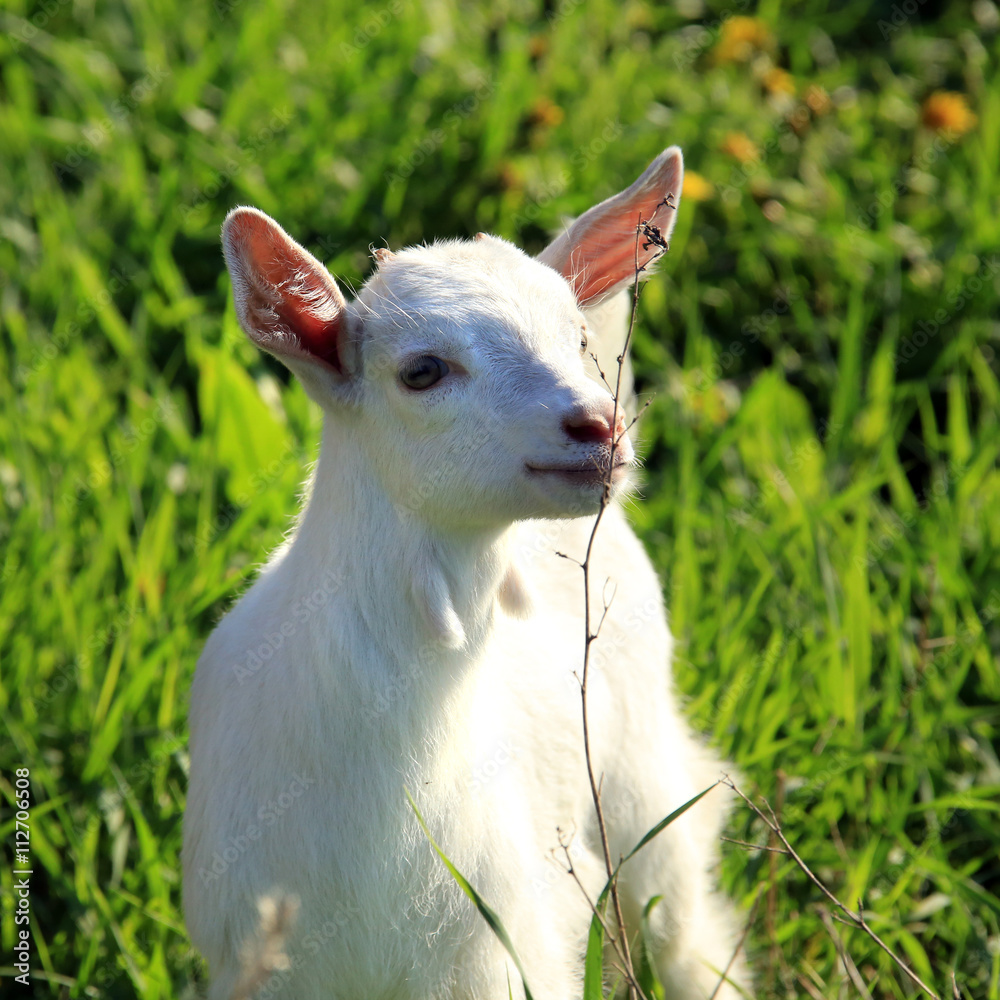 goatling on a meadow goatling on a meadow