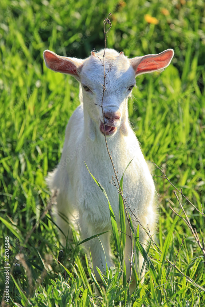 Obraz premium goatling on a meadow